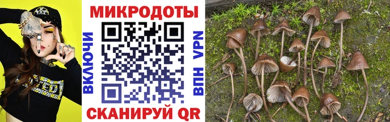 Галлюциногенные грибы Psilocybe  Ессентуки 